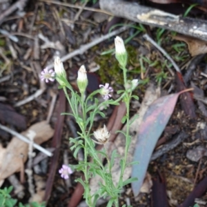 Vittadinia muelleri at Hughes, ACT - 14 Dec 2018 06:05 PM