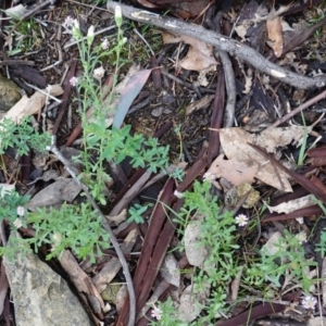 Vittadinia muelleri at Hughes, ACT - 14 Dec 2018