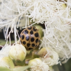 Harmonia conformis (Common Spotted Ladybird) at ANBG - 11 Dec 2018 by Alison Milton