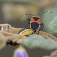 Dindymus versicolor (Harlequin Bug) at Hackett, ACT - 11 Dec 2018 by AlisonMilton