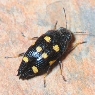 Astraeus (Astraeus) pygmaeus (A small Casuarina jewel beetle.) at Tianjara, NSW - 13 Dec 2018 by Harrisi