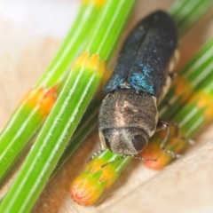 Dinocephalia cyaneipennis at Coolumburra, NSW - 12 Dec 2018 by Harrisi