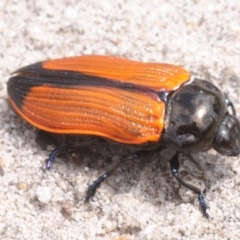 Castiarina rufipennis (Jewel beetle) at Tianjara, NSW - 12 Dec 2018 by Harrisi