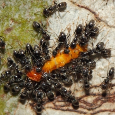 Anonychomyrma sp. (genus) (Black Cocktail Ant) at Acton, ACT - 11 Dec 2018 by TimL