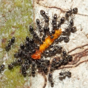 Anonychomyrma sp. (genus) at Acton, ACT - 11 Dec 2018