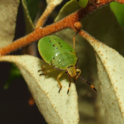 Acanthosomatidae (family) (Unidentified Acanthosomatid shield bug) at Hackett, ACT - 11 Dec 2018 by TimL