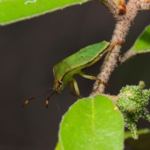 Acanthosomatidae (family) at Hackett, ACT - 11 Dec 2018