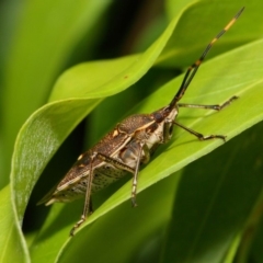 Poecilometis strigatus (Gum Tree Shield Bug) at Acton, ACT - 11 Dec 2018 by TimL