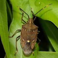 Poecilometis strigatus at Acton, ACT - 11 Dec 2018