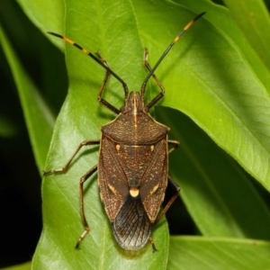 Poecilometis strigatus at Acton, ACT - 11 Dec 2018