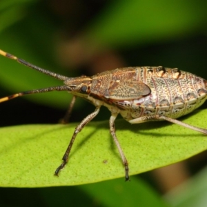 Poecilometis strigatus at Acton, ACT - 11 Dec 2018