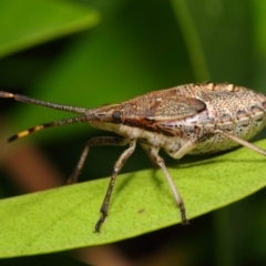 Poecilometis strigatus at Acton, ACT - 11 Dec 2018