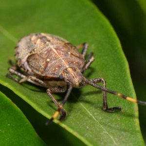 Poecilometis strigatus at Acton, ACT - 11 Dec 2018