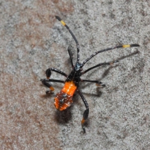 Amorbus sp. (genus) at Acton, ACT - 11 Dec 2018 01:42 PM