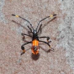 Amorbus sp. (genus) at Acton, ACT - 11 Dec 2018