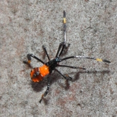 Amorbus sp. (genus) at Acton, ACT - 11 Dec 2018 01:42 PM