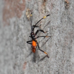 Amorbus sp. (genus) at Acton, ACT - 11 Dec 2018 01:42 PM