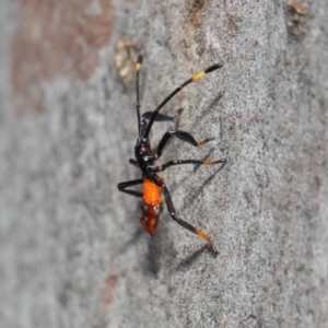 Amorbus sp. (genus) at Acton, ACT - 11 Dec 2018 01:42 PM