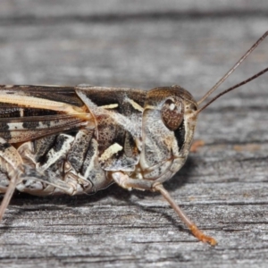 Oedaleus australis at Evatt, ACT - 11 Dec 2018 02:30 PM