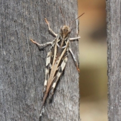 Oedaleus australis at Evatt, ACT - 11 Dec 2018 02:30 PM