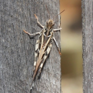 Oedaleus australis at Evatt, ACT - 11 Dec 2018