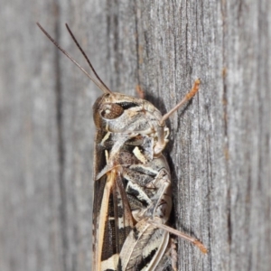 Oedaleus australis at Evatt, ACT - 11 Dec 2018 02:30 PM