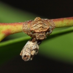 Dolophones sp. (genus) (Wrap-around spider) at ANBG - 11 Dec 2018 by Tim L