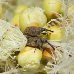 Meriphus fullo (Flower Weevil) at ANBG - 11 Dec 2018 by TimL