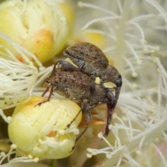 Meriphus fullo at Acton, ACT - 11 Dec 2018 01:37 PM