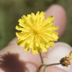 Crepis capillaris (Smooth Hawksbeard) at Illilanga & Baroona - 3 Dec 2018 by Illilanga