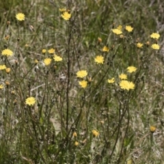 Crepis capillaris at Illilanga & Baroona - 3 Dec 2018