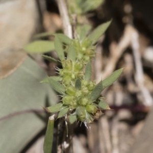 Paronychia brasiliana at Michelago, NSW - 7 Dec 2018 12:27 PM