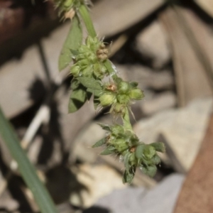 Paronychia brasiliana at Michelago, NSW - 7 Dec 2018 12:27 PM