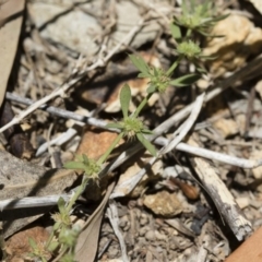 Paronychia brasiliana at Michelago, NSW - 7 Dec 2018 12:27 PM