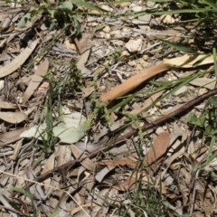 Paronychia brasiliana at Michelago, NSW - 7 Dec 2018 12:27 PM