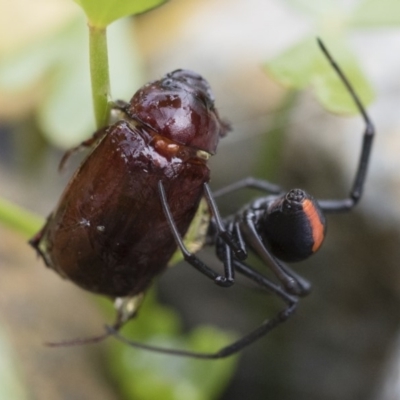 Latrodectus hasselti (Redback Spider) at Michelago, NSW - 10 Dec 2018 by Illilanga