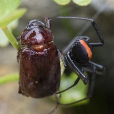 Melolonthinae sp. (subfamily) (Cockchafer) at Michelago, NSW - 9 Dec 2018 by Illilanga