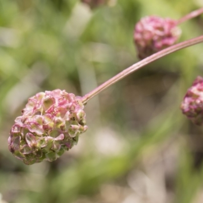 Sanguisorba minor (Salad Burnet, Sheep's Burnet) at Michelago, NSW - 25 Nov 2018 by Illilanga