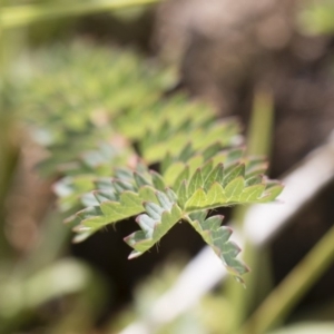 Sanguisorba minor at Michelago, NSW - 25 Nov 2018