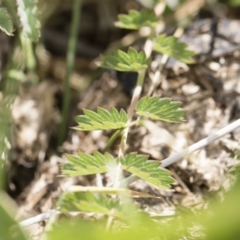 Sanguisorba minor at Michelago, NSW - 25 Nov 2018