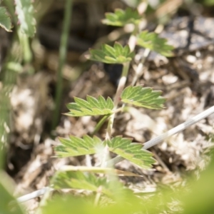 Sanguisorba minor at Michelago, NSW - 25 Nov 2018