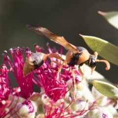 Delta bicinctum at Michelago, NSW - 30 Nov 2018 04:10 PM