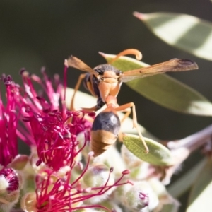 Delta bicinctum at Michelago, NSW - 30 Nov 2018 04:10 PM