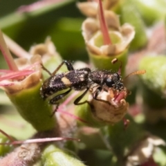 Eleale pulchra (Clerid beetle) at Michelago, NSW - 9 Dec 2018 by Illilanga