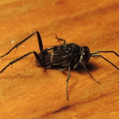 Evaniidae (family) (Hatchet wasp) at Pollinator-friendly garden Conder - 19 Nov 2018 by michaelb