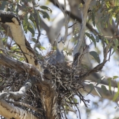 Egretta novaehollandiae (White-faced Heron) at Michelago, NSW - 29 Oct 2018 by Illilanga