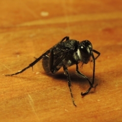 Evaniidae (family) (Hatchet wasp) at Conder, ACT - 19 Nov 2018 by michaelb