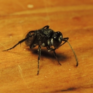 Evaniidae (family) at Conder, ACT - 19 Nov 2018 10:16 PM