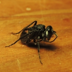 Evaniidae (family) at Conder, ACT - 19 Nov 2018 10:16 PM