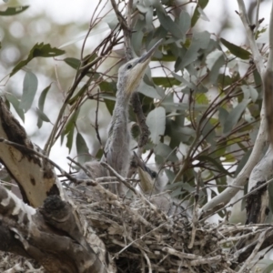 Egretta novaehollandiae at Michelago, NSW - 9 Dec 2018